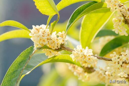 什么树可以和桂花嫁接？什么时候嫁接？怎么嫁接？