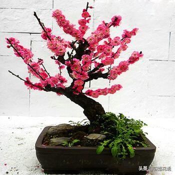红梅做盆景需要嫁接吗？该注意什么？