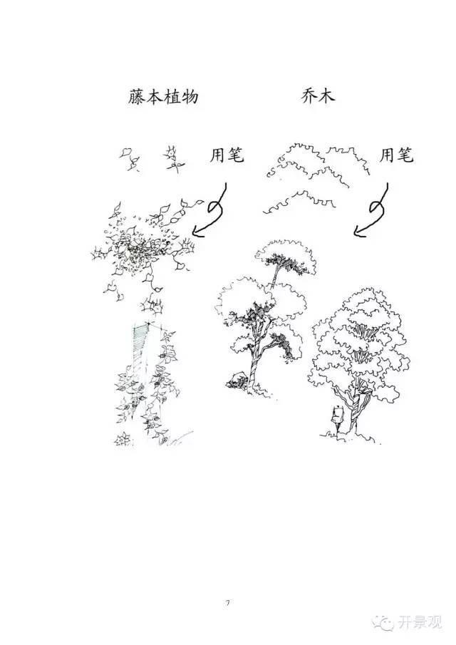 植物图例参考-园林景观植物