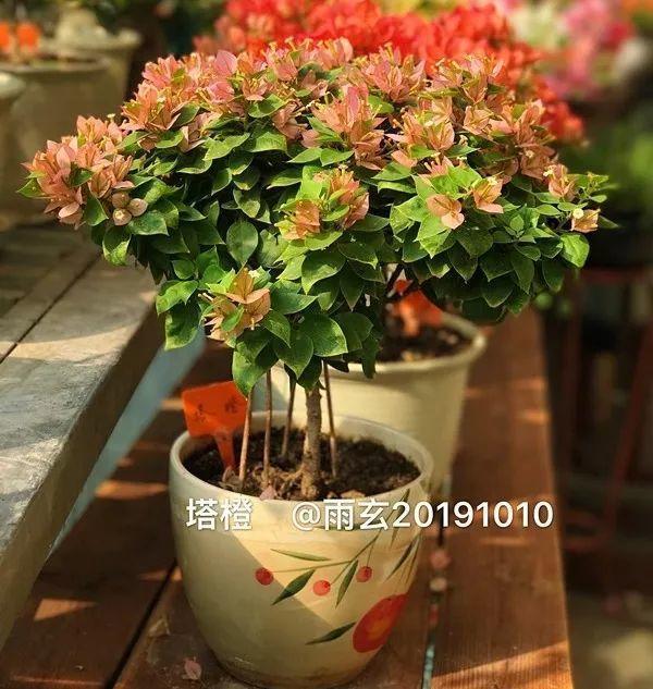 家里有三角梅的，露养断水2个月，安全越冬不用愁