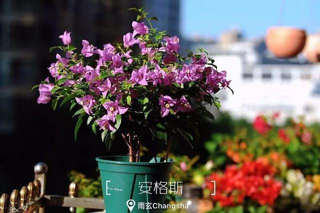 家里有三角梅的，露养断水2个月，安全越冬不用愁