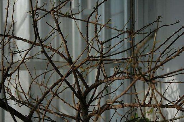 三角梅过冬有技巧，零下5度冻不死，开春又“叶茂花繁”