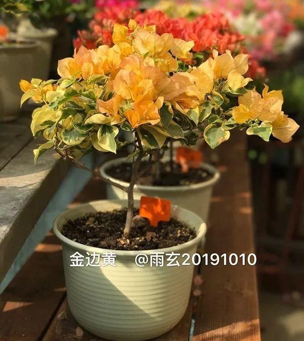 家里有三角梅的，露养断水2个月，安全越冬不用愁