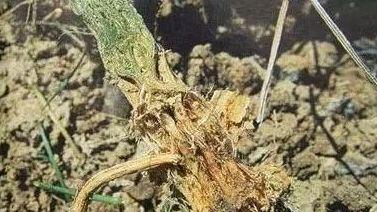 鸡粪这么“有劲”为什么不让用鸡粪了？鸡粪给作物带来的八大灾难