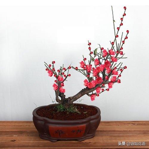 红梅做盆景需要嫁接吗？该注意什么？