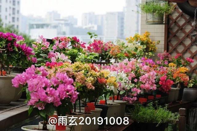 家里有三角梅的，露养断水2个月，安全越冬不用愁