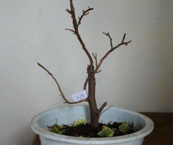 三角梅过冬有技巧，零下5度冻不死，开春又“叶茂花繁”