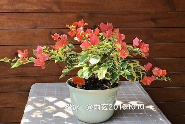 家里有三角梅的，露养断水2个月，安全越冬不用愁
