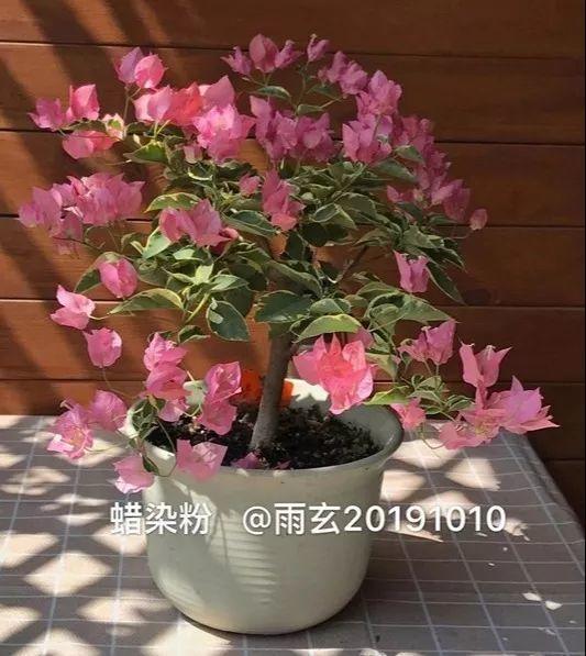家里有三角梅的，露养断水2个月，安全越冬不用愁