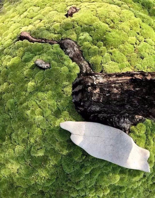 园林建设和健康