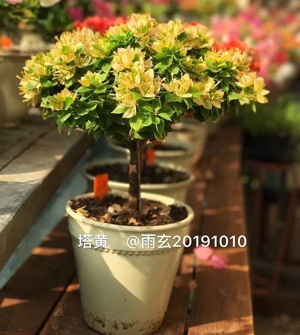 家里有三角梅的，露养断水2个月，安全越冬不用愁