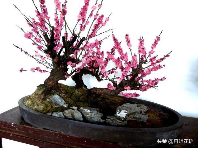 红梅做盆景需要嫁接吗？该注意什么？