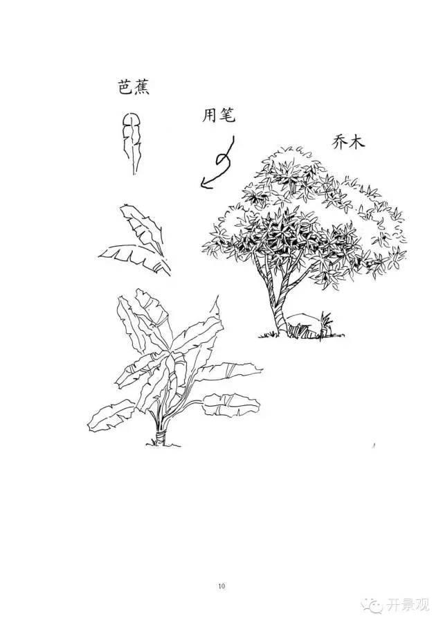 植物图例参考-园林景观植物
