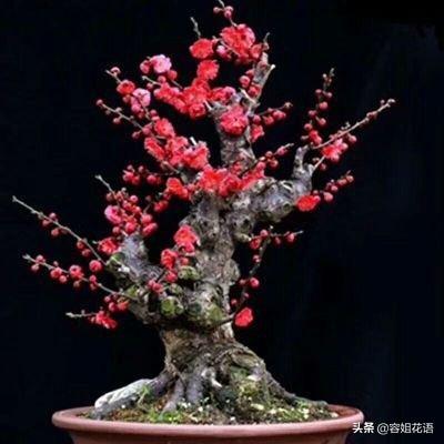 红梅做盆景需要嫁接吗？该注意什么？