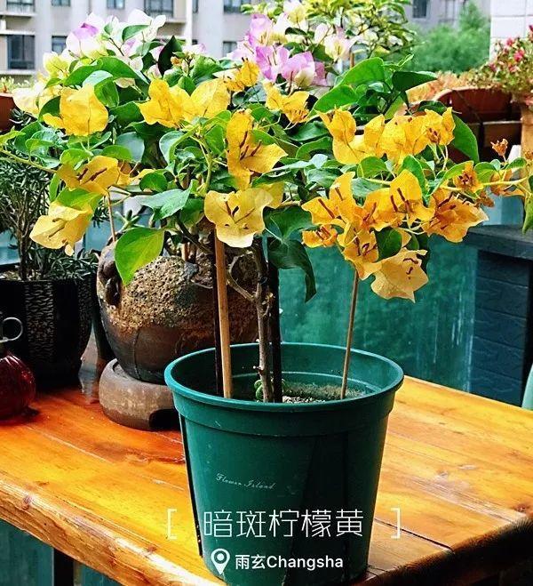 家里有三角梅的，露养断水2个月，安全越冬不用愁