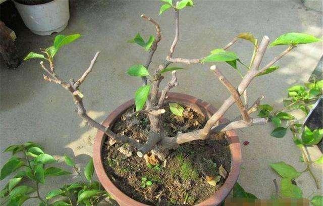三角梅过冬有技巧，零下5度冻不死，开春又“叶茂花繁”