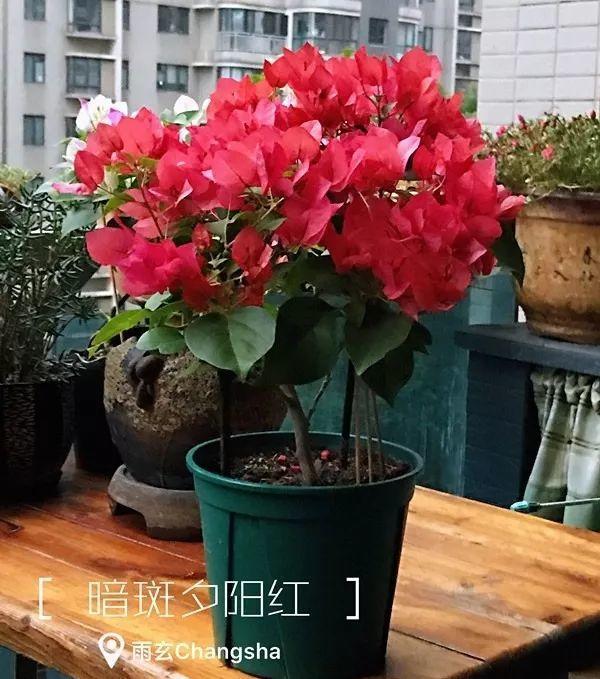 家里有三角梅的，露养断水2个月，安全越冬不用愁