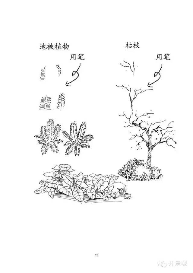 植物图例参考-园林景观植物