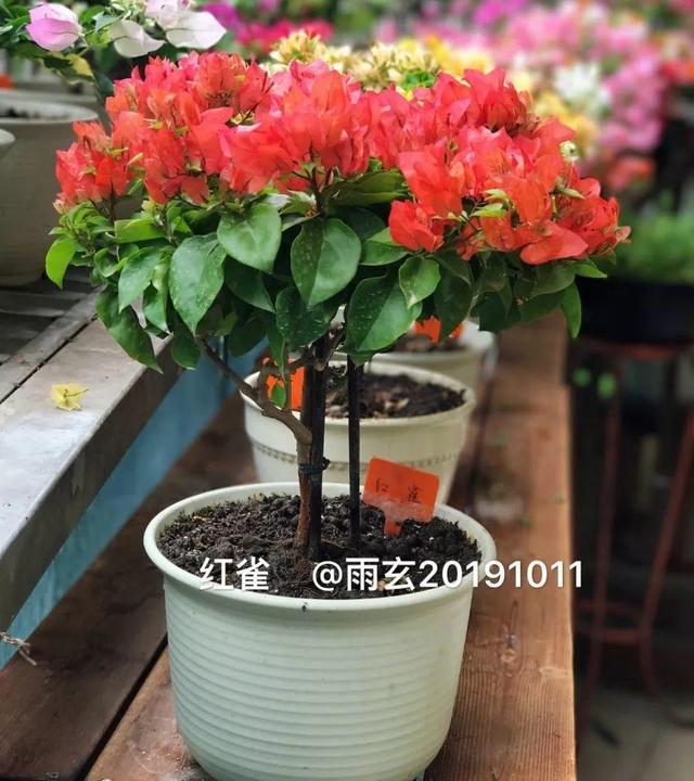 家里有三角梅的，露养断水2个月，安全越冬不用愁