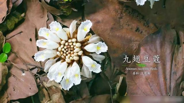 把中国的35000种植物讲给世界听，治愈我一整个冬天