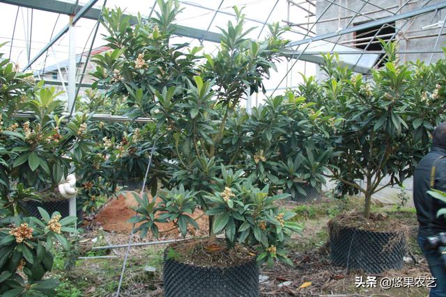 果园土壤改良局部改土的控根器种植模式与技术要点