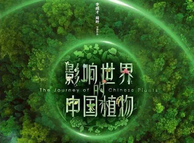 把中国的35000种植物讲给世界听，治愈我一整个冬天