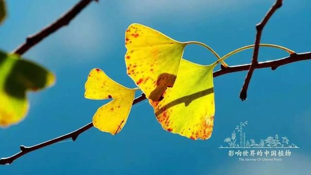 把中国的35000种植物讲给世界听，治愈我一整个冬天
