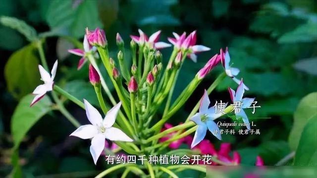 把中国的35000种植物讲给世界听，治愈我一整个冬天