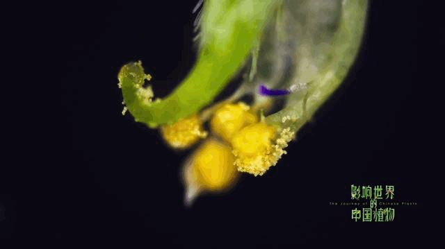 把中国的35000种植物讲给世界听，治愈我一整个冬天
