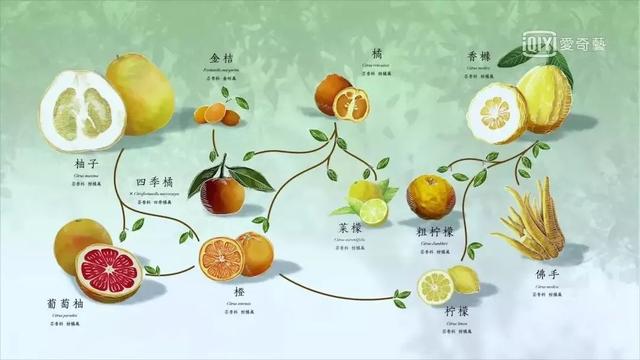 把中国的35000种植物讲给世界听，治愈我一整个冬天