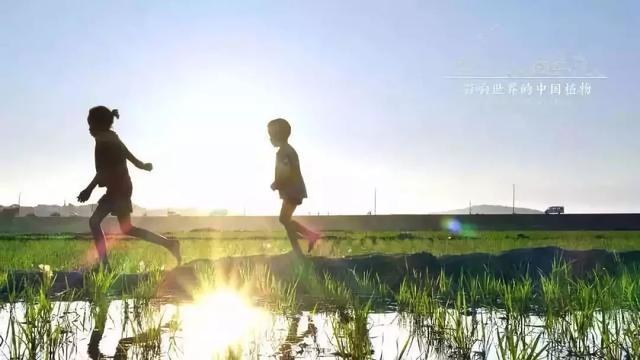 把中国的35000种植物讲给世界听，治愈我一整个冬天