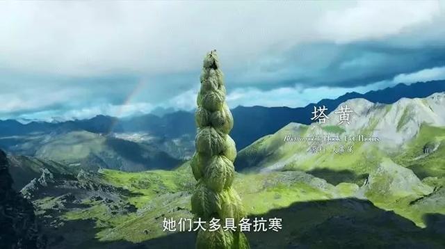 把中国的35000种植物讲给世界听，治愈我一整个冬天