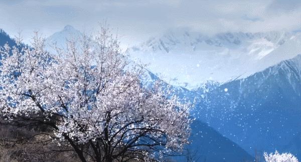 把中国的35000种植物讲给世界听，治愈我一整个冬天
