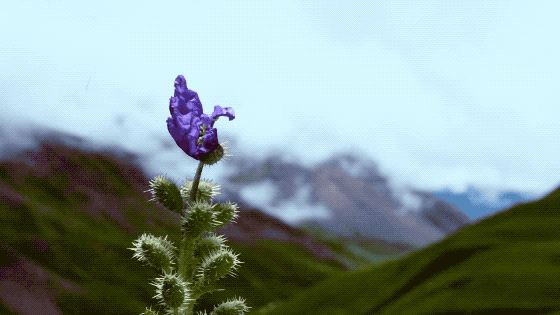 把中国的35000种植物讲给世界听，治愈我一整个冬天