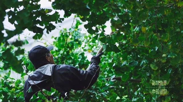 把中国的35000种植物讲给世界听，治愈我一整个冬天