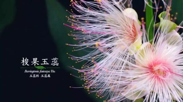 把中国的35000种植物讲给世界听，治愈我一整个冬天