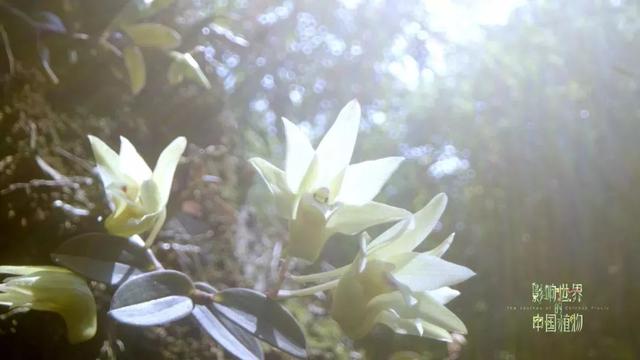把中国的35000种植物讲给世界听，治愈我一整个冬天