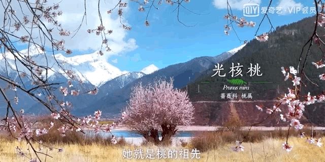 把中国的35000种植物讲给世界听，治愈我一整个冬天