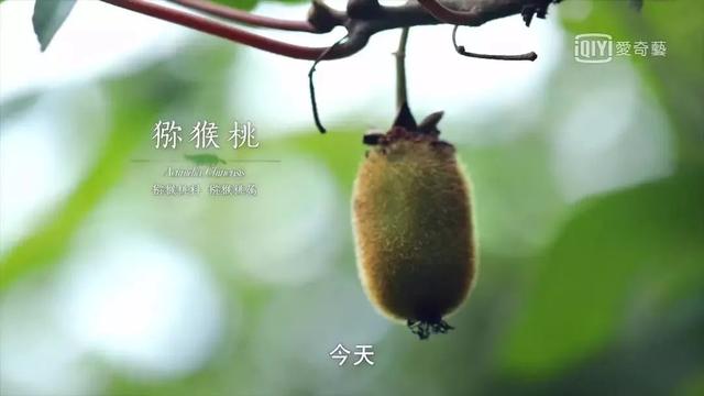 把中国的35000种植物讲给世界听，治愈我一整个冬天