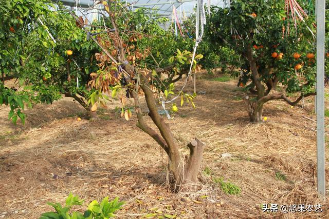 果园土壤改良局部改土的控根器种植模式与技术要点