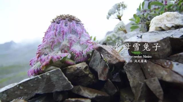 把中国的35000种植物讲给世界听，治愈我一整个冬天