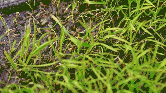 把中国的35000种植物讲给世界听，治愈我一整个冬天
