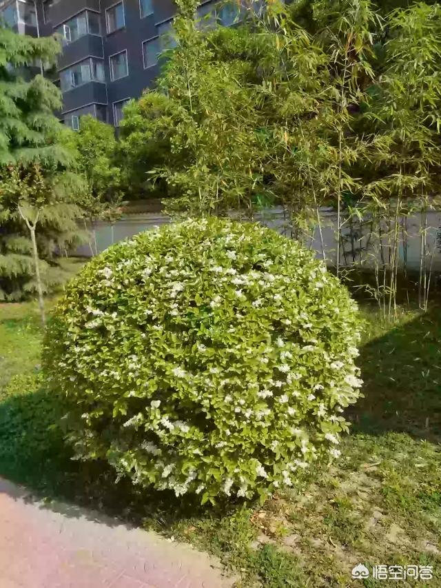 什么树适合做树球？
