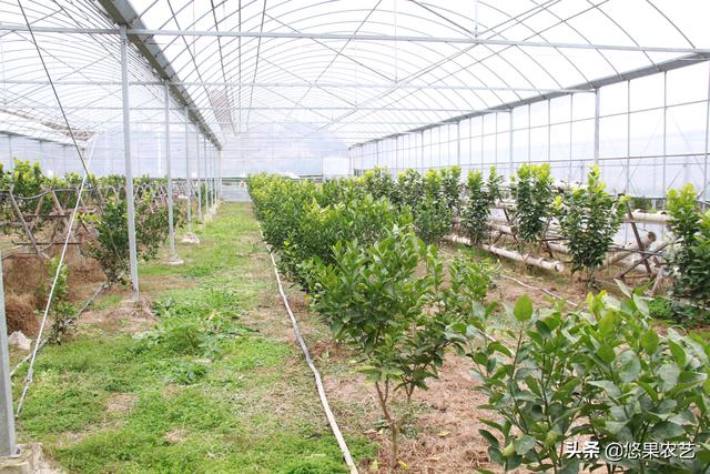 果园土壤改良局部改土的控根器种植模式与技术要点