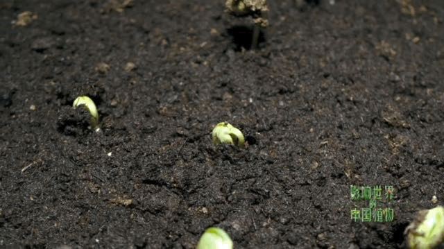 把中国的35000种植物讲给世界听，治愈我一整个冬天
