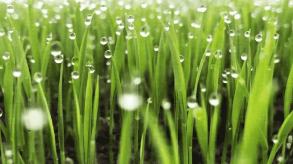 把中国的35000种植物讲给世界听，治愈我一整个冬天
