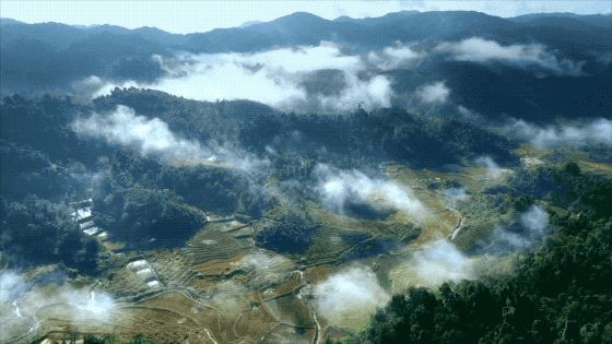 把中国的35000种植物讲给世界听，治愈我一整个冬天