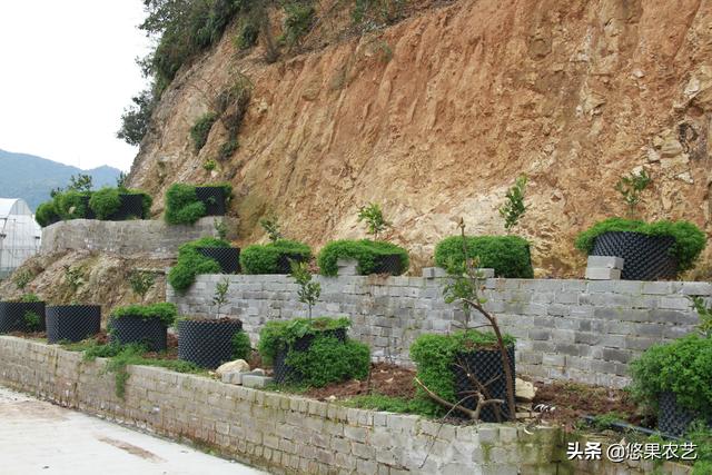 果园土壤改良局部改土的控根器种植模式与技术要点