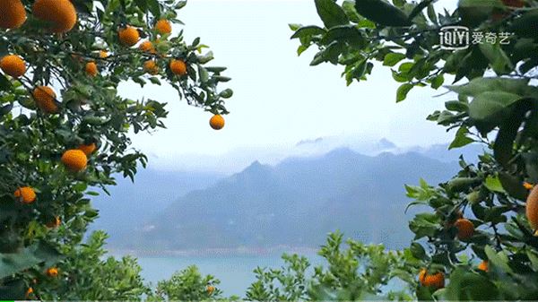 把中国的35000种植物讲给世界听，治愈我一整个冬天