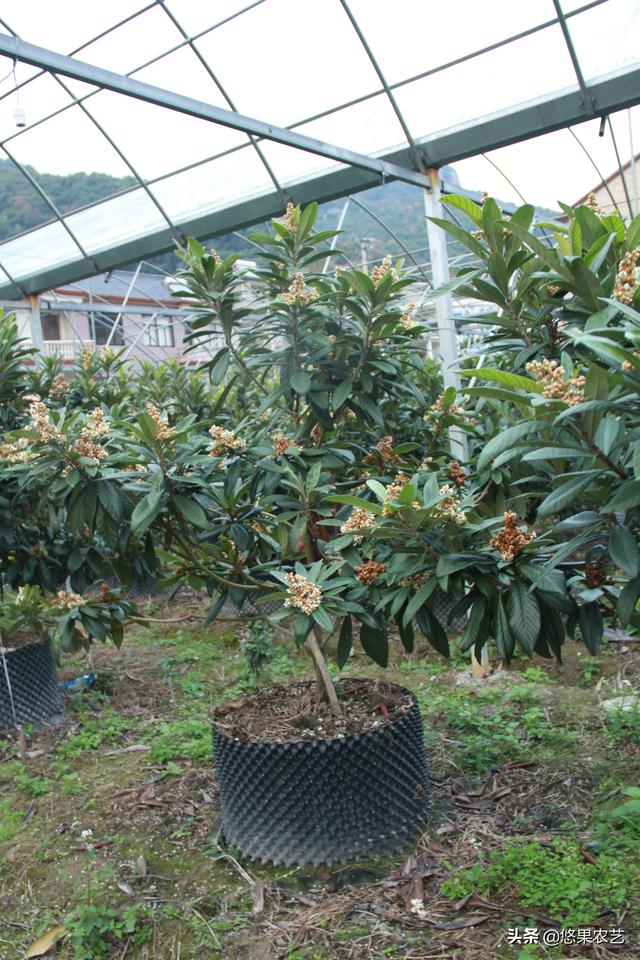 果园土壤改良局部改土的控根器种植模式与技术要点
